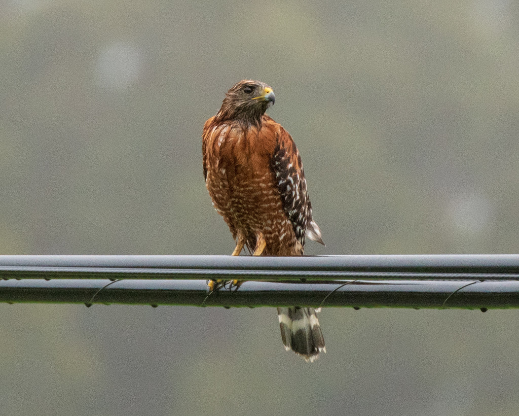 Rainy Day Red-Shouldered Hawk by nicoleweg