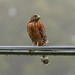 Rainy Day Red-Shouldered Hawk by nicoleweg
