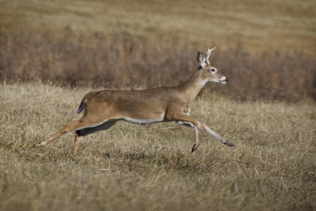 LHG_3001 Deer on the run by rontu