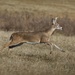 LHG_3001 Deer on the run by rontu