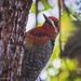 Red-breasted Sapsucker @ UCSC Arboretum  by elatedpixie