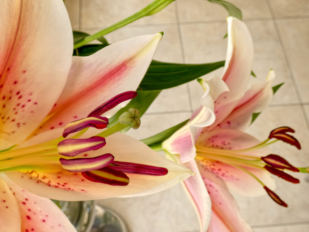 Lovely Lillies by ludwigsdiana