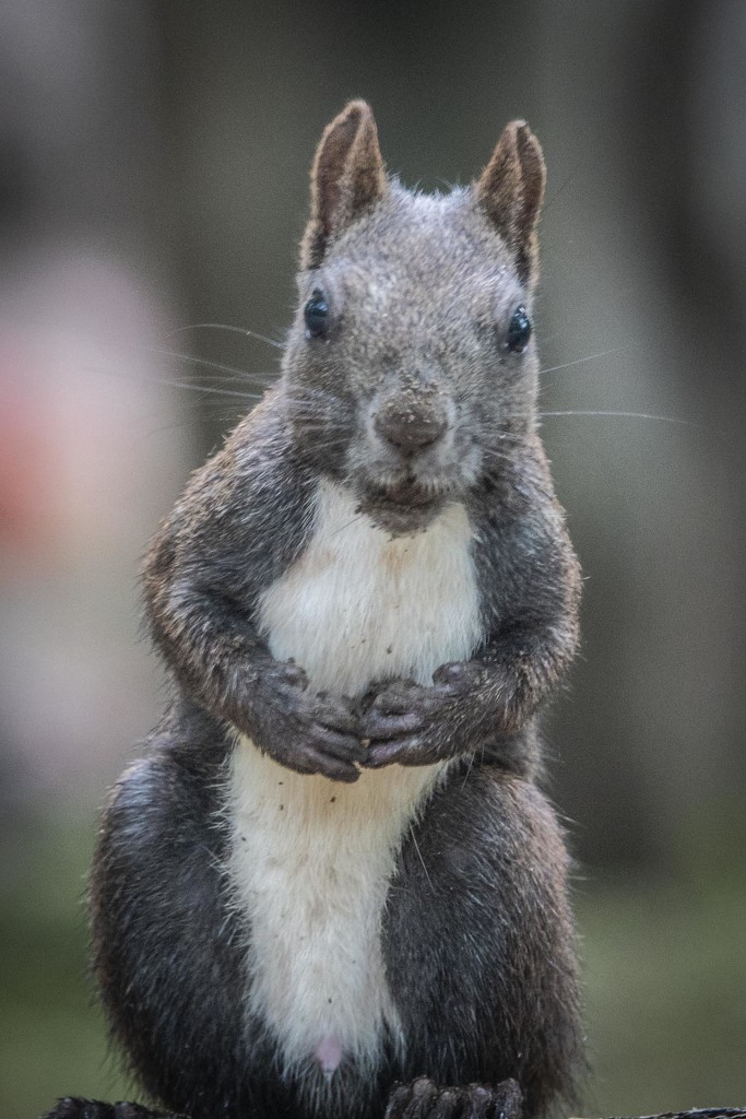 Scruffy Squirrel by jyokota