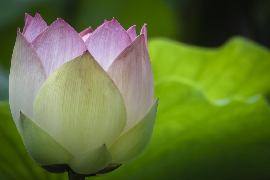 Lotus in the Morning by jyokota