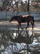 25th Dec 2018 - Reflection of a horse