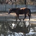 Reflection of a horse by pfaith7