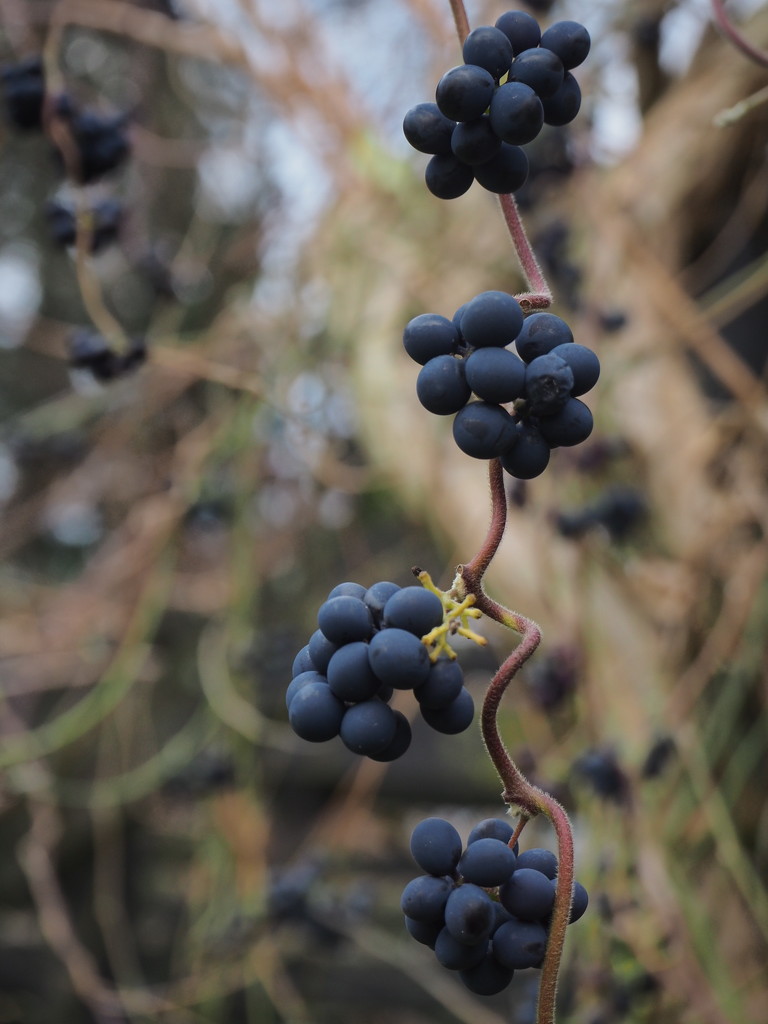 Honeysuckle berries by jacqbb