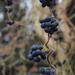 Honeysuckle berries by jacqbb