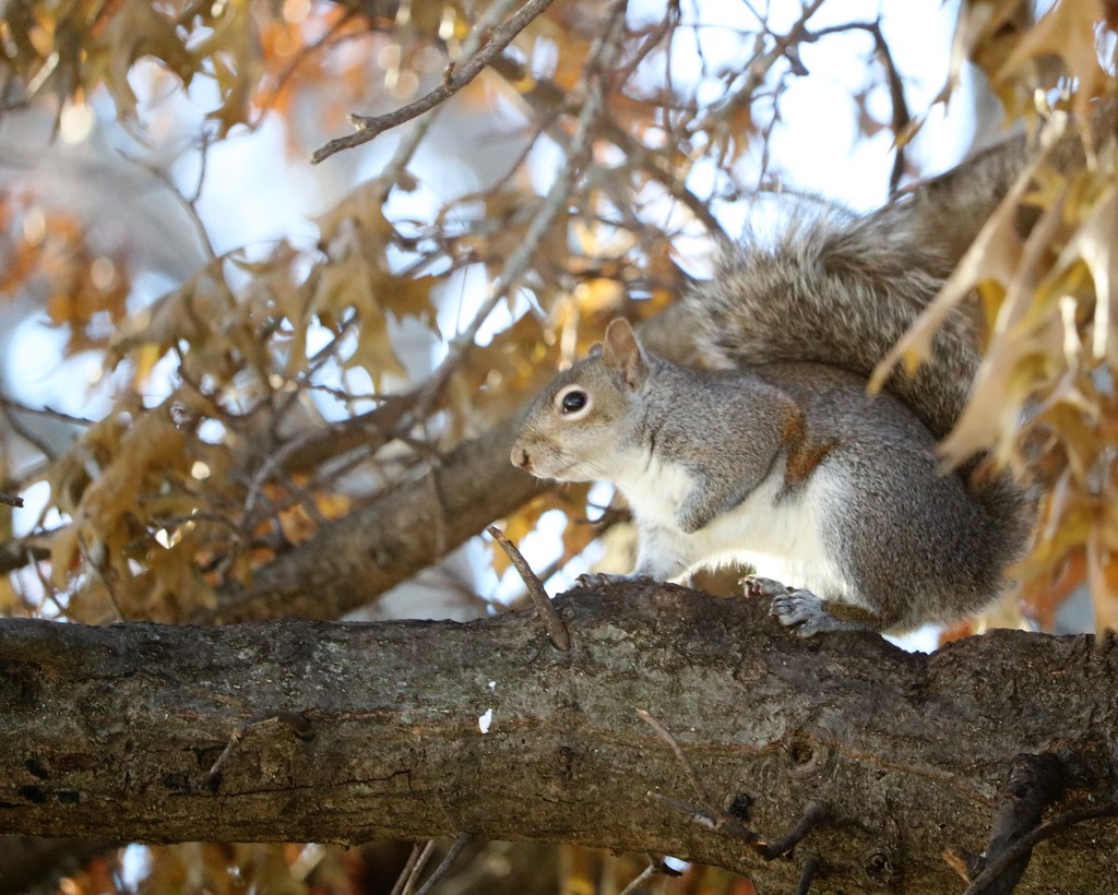 December 24: Squirrel by daisymiller