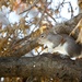 December 24: Squirrel by daisymiller