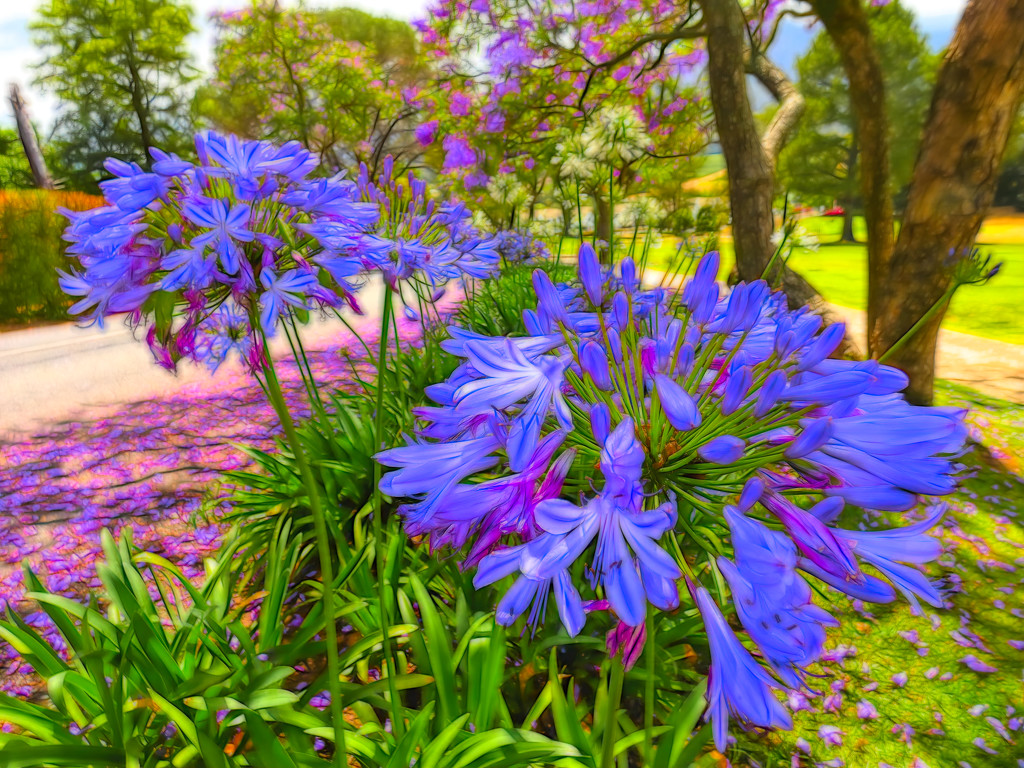 Agapanthus and Jaccarandas by ludwigsdiana