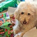 Ivy Loves Christmas by harbie