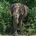 Elephant  by golftragic