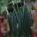 Sprouting Rhubarb Framing The Snowdrops. by 30pics4jackiesdiamond