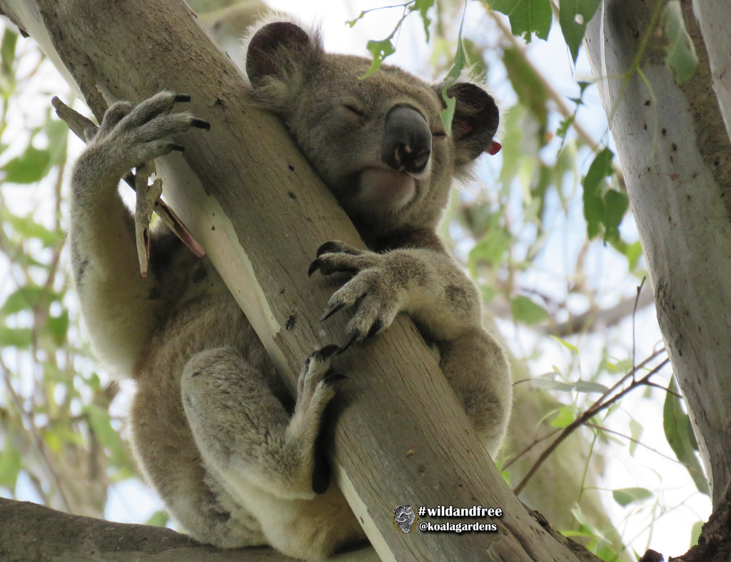 sleeping off all the festive food ... by koalagardens