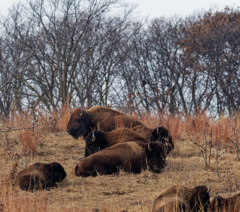bison under trees by rminer