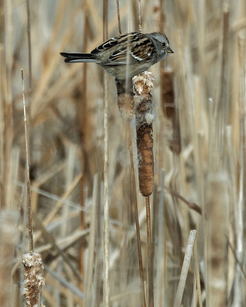 sparrow and cattail by rminer