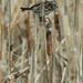 sparrow and cattail by rminer