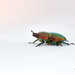 Beetle by ulla
