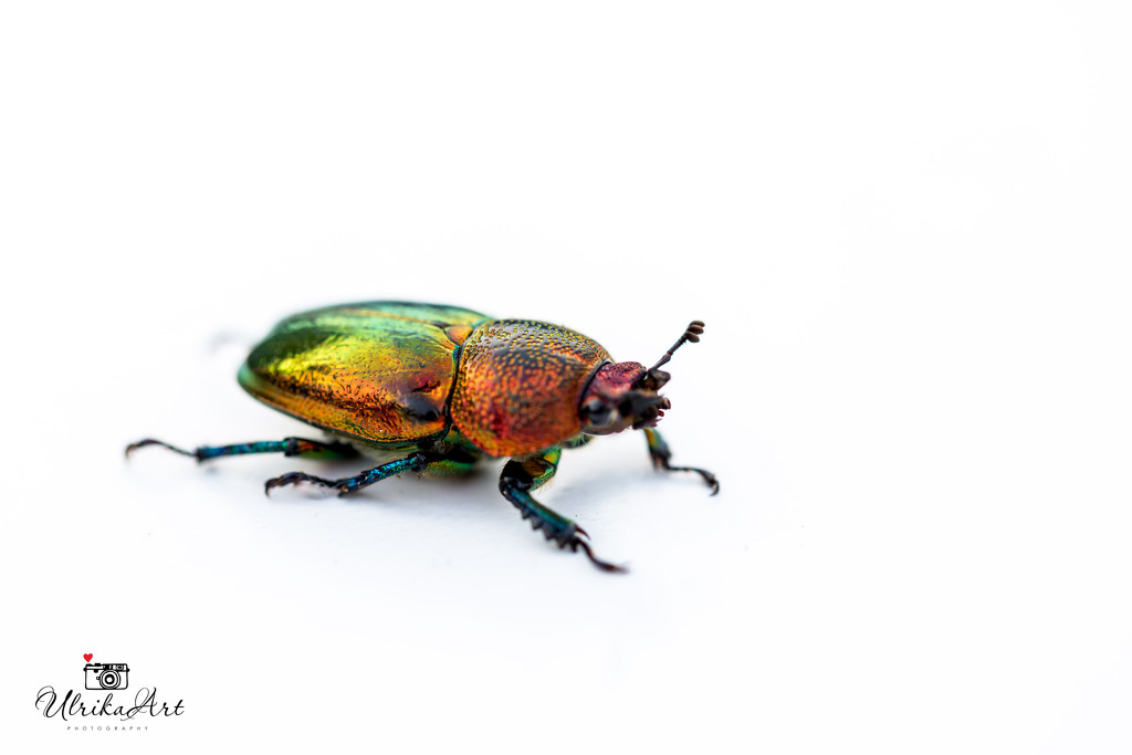 christmas beetle by ulla