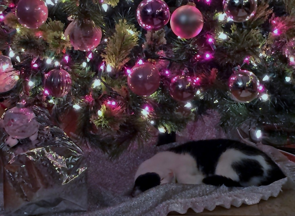 Christmas Catnap by lynnz