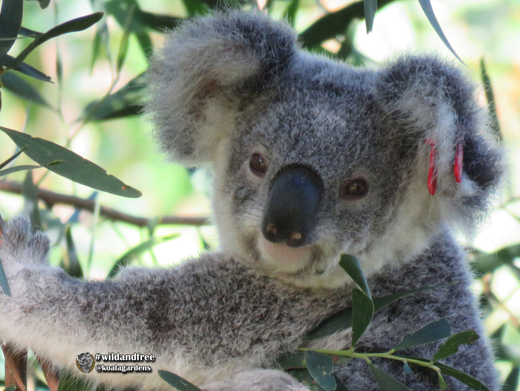 my happy face by koalagardens