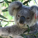 my happy face by koalagardens