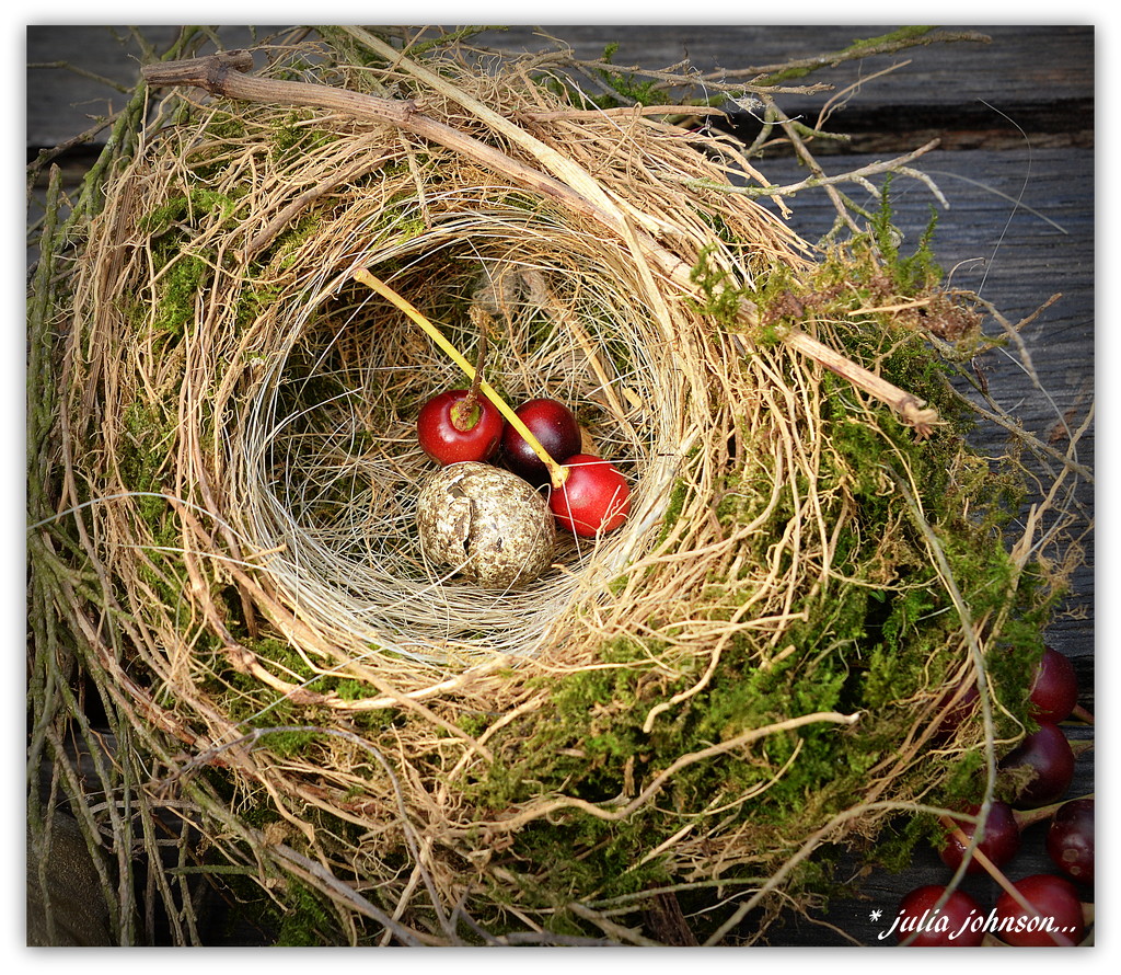 Birds Nest in the Cherry Tree.... by julzmaioro