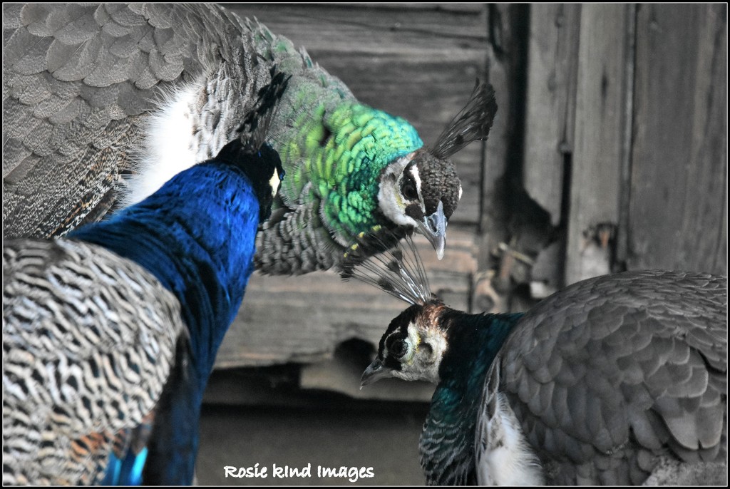 Peacock pow wow by rosiekind