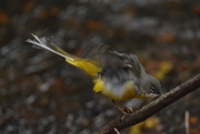 27th Dec 2018 - Grey Wagtail in a flap.........