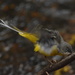Grey Wagtail in a flap......... by ziggy77