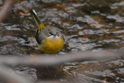 27th Dec 2018 - Grey-Wagtail in the stream......