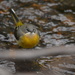Grey-Wagtail in the stream...... by ziggy77