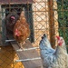 Poultry in motion ! by laroque
