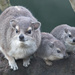 Yellow-spotted rock hyrax family by leonbuys83