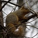 LHG_3125 FoxSquirrel tn by rontu