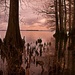 LHG_3139 CypressKnees at dusk by rontu
