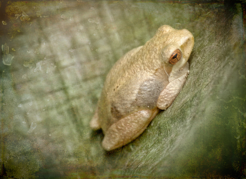 I teeny little Frog by ludwigsdiana