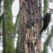 TWO Woodpeckers by jyokota
