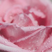 petals in pink by ulla