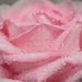 soft rose by ulla