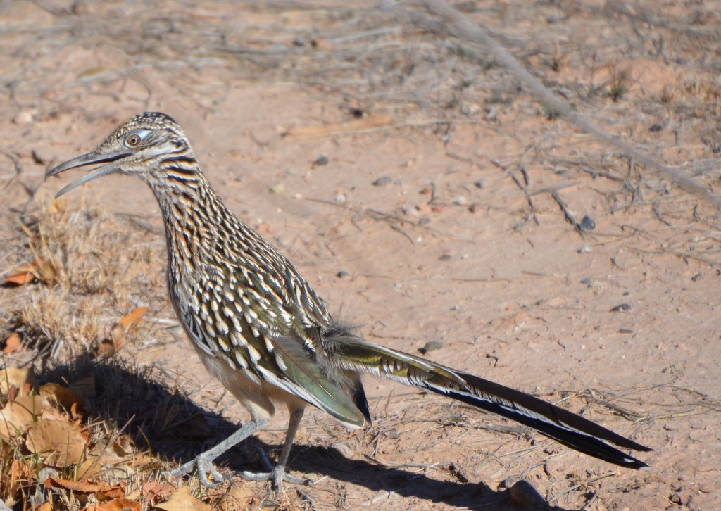 Roadrunner, The State Bird Of New Mexico by bigdad