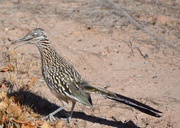 28th Dec 2018 - Roadrunner, The State Bird Of New Mexico