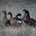 Ducks at Dusk by kgolab