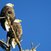 Lincoln Park Eagles by seattlite