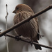 house finch portrait by rminer