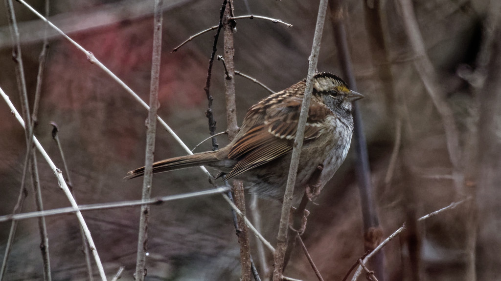 White-throated Sparrow by rminer