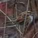 White-throated Sparrow by rminer