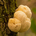 Fungi and Bark! by rickster549