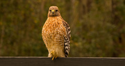 28th Dec 2018 - Red Shouldered Hawk on the Fence!